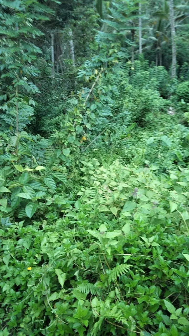 Premium Land Bresela Ubud