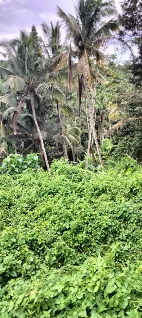 Premium Land Bresela Ubud