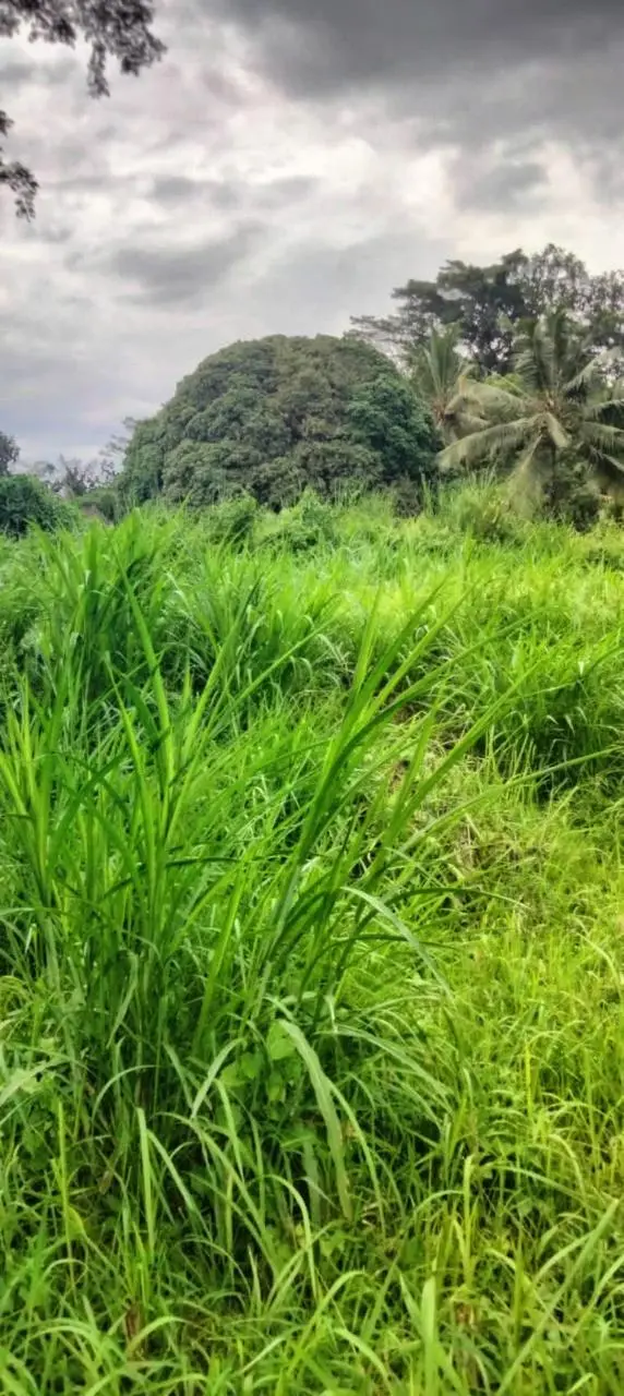 Premium Land Bresela Ubud