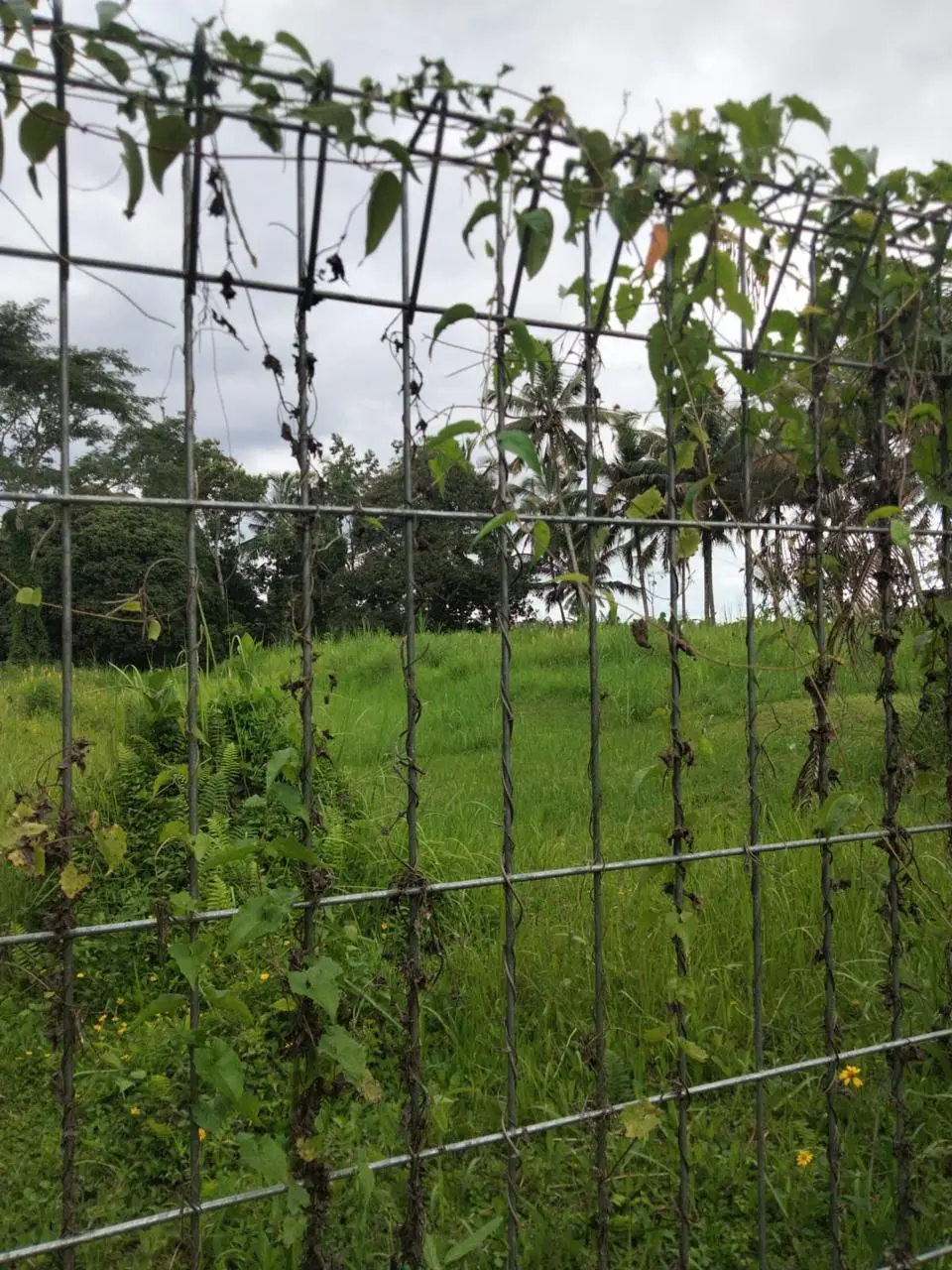 Premium Land Bresela Ubud