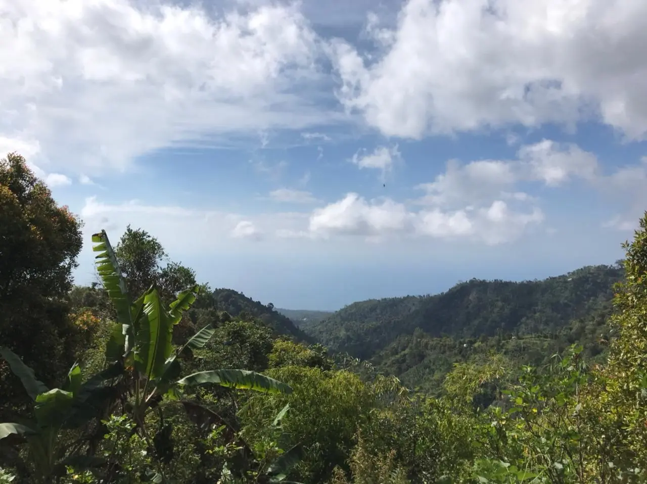 Coffee Plantation Land In Kintamani Bali