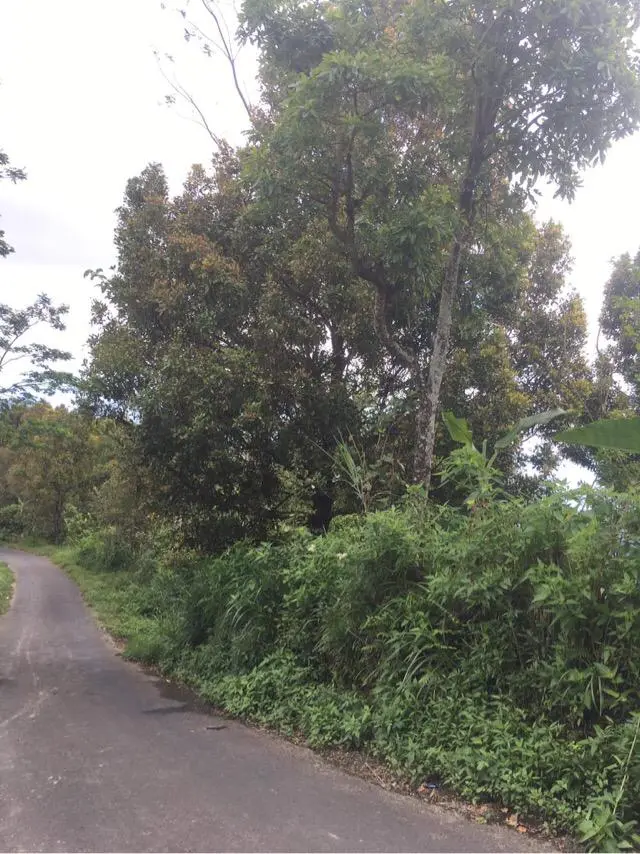 Coffee Plantation Land In Kintamani Bali
